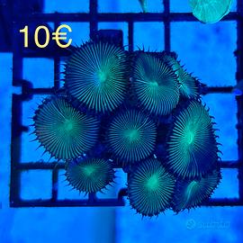 Talee coralli acquario