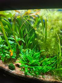 piante acquario 