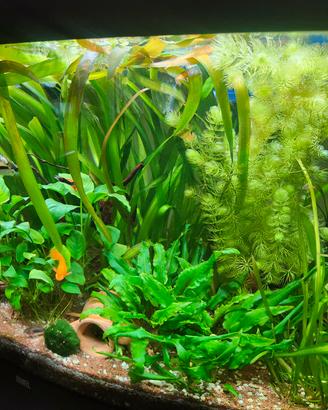 piante acquario 