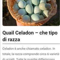 Quaglie celadon