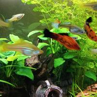 Xiphophorus hellerii