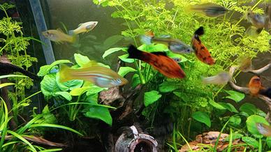 Xiphophorus hellerii