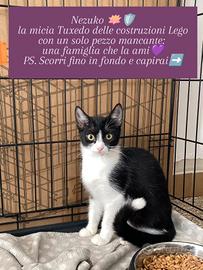 NEZUKO,MICIA CON I PEZZI DELLA L&GO INVERTITI