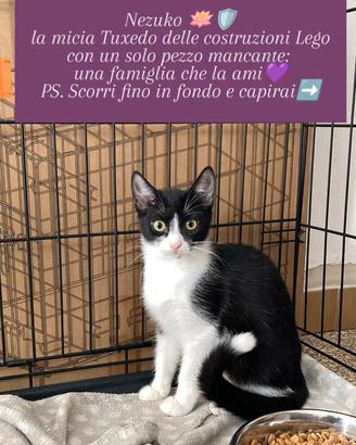 NEZUKO,MICIA CON I PEZZI DELLA L&GO INVERTITI