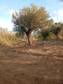 alberi di ulivo secolari 