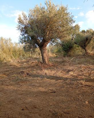 alberi di ulivo secolari 