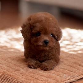 Barboncini asiatici mini toy red intenso