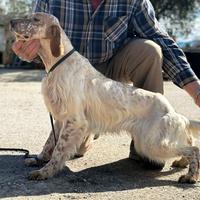 Setter inglese maschio