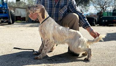 Setter inglese maschio