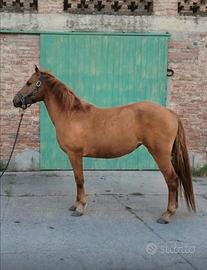 Pony femmina da salto