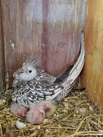 Calopsite allevati a mano