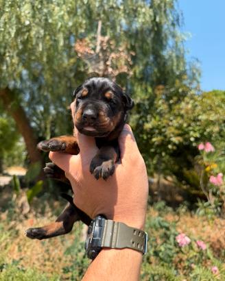 Cuccioli di Dobermann