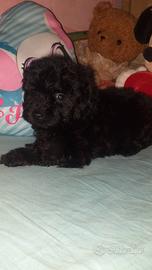 Maltipoo cucciolo