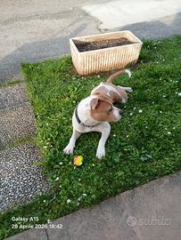 American staffordshire terrier