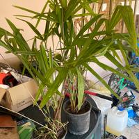 Asciugatrice whirpool da sistemare