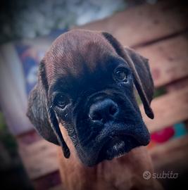 Cuccioli Boxer Maschi Fulvi