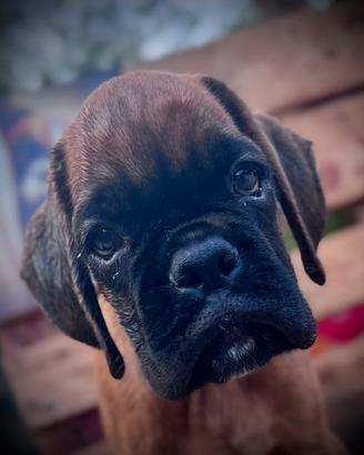 Cuccioli Boxer Maschi Fulvi