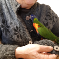 Lorichetto arcobaleno allevato a mano