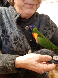 Lorichetto arcobaleno allevato a mano