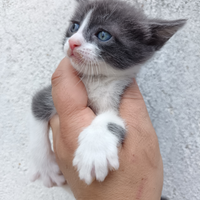 Gattini dolcissimi