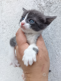 Gattini dolcissimi