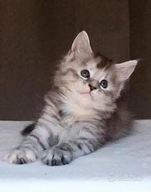 Maine coon alta genealogia
