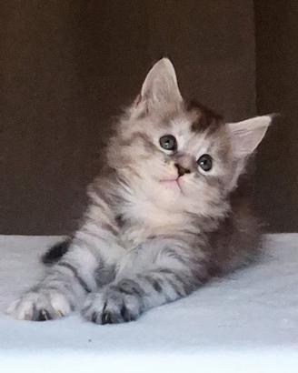 Maine coon alta genealogia