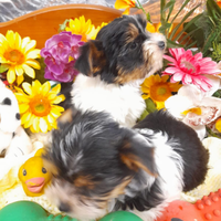 Biewer Yorkshire Terrier Nuova Cucciolata