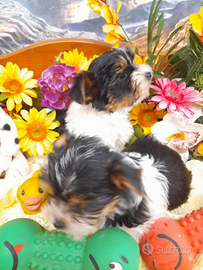 Biewer Yorkshire Terrier Nuova Cucciolata