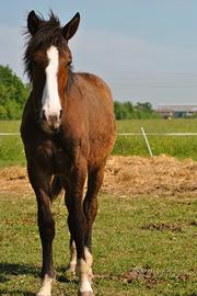 Cavallo Puledro ventasso criollo