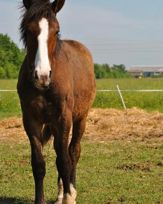 Cavallo Puledro ventasso criollo