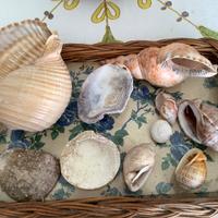 10 grandi Conchiglie del Mediterraneo