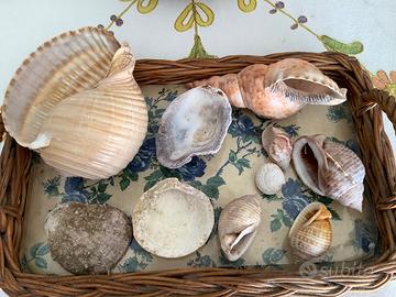 10 grandi Conchiglie del Mediterraneo
