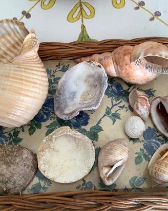 10 grandi Conchiglie del Mediterraneo
