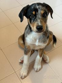 Cucciolo simil pastore australiano
