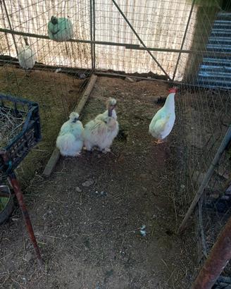 Galline