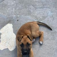 Cucciolo di cane pitbull-pastore tedesco