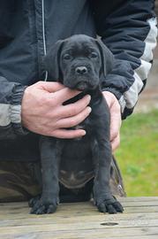 Cucciola Cane Corso