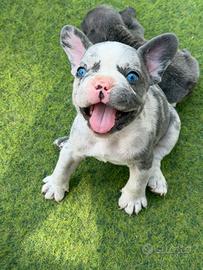 Bulldog Francese Cuccioli