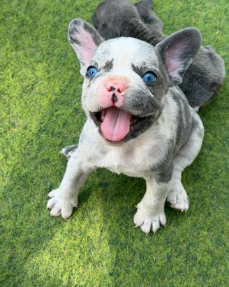Bulldog Francese Cuccioli