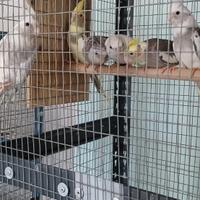 Calo spiri di vari colori