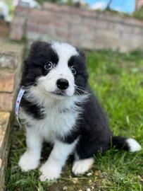 Border Collie