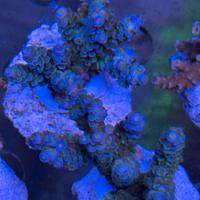 Acropore acquario marino