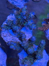 Acropore acquario marino
