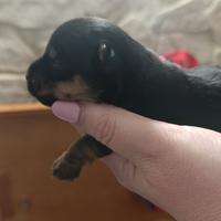 Cuccioli Yorkshire toy