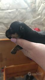 Cuccioli Yorkshire toy