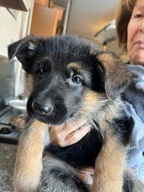 2 cucciole femmine di pastore tedesco