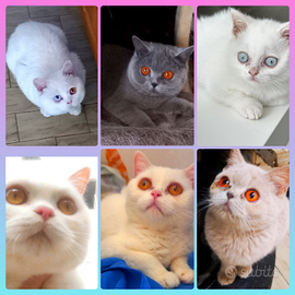 Gatti di British Shorthair adozione riproduizone