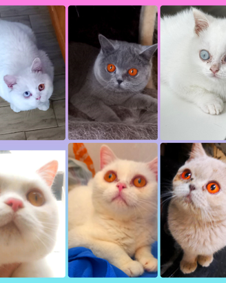 Gatti di British Shorthair adozione riproduizone