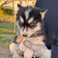 Cuccioli di Siberian Husky